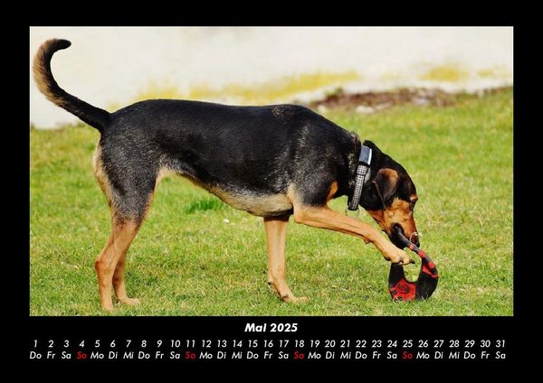Produktbild: Hundezauber 2025 Fotokalender DIN A3