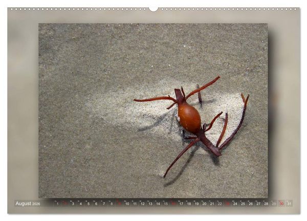 Produktbild: Baltrum - Ein Tag am Strand (hochwertiger Premium Wandkalender 2026 DIN A2 quer), Kunstdruck in Hochglanz