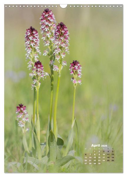 Produktbild: Orchideen in freier Wildbahn (Wandkalender 2026 DIN A3 hoch), CALVENDO Monatskalender