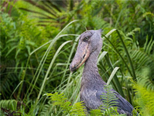 Produktbild: CALVENDO Puzzle Schuhschnabelvogel | 1000 Teile Lege-Gr&ouml;&szlig;e 64x48cm Foto-Puzzle f&uuml;r gl&uuml;ckliche Stunden
