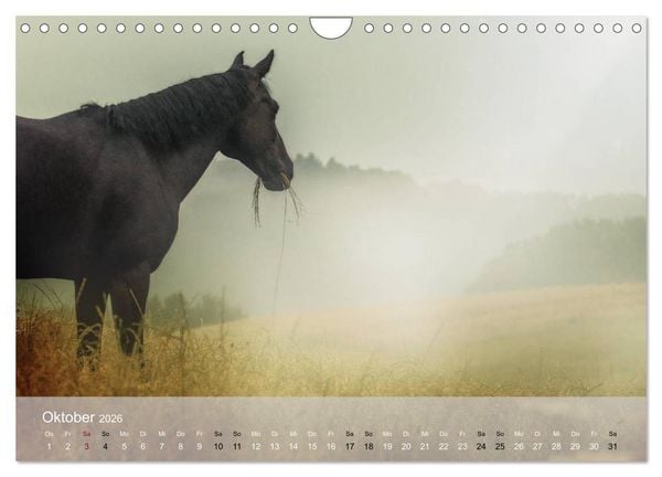 Produktbild: Pferde - Anmut und St&auml;rke gepaart mit Magie (Wandkalender 2026 DIN A4 quer), CALVENDO Monatskalender