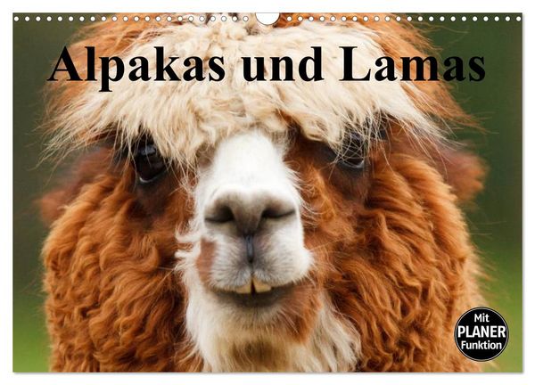 Produktbild: Alpakas und Lamas (Wandkalender 2026 DIN A3 quer), CALVENDO Monatskalender