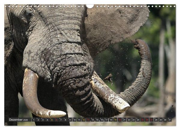 Produktbild: Wildtierparadies Afrika - Eine Foto-Reise durch die Savannen (Wandkalender 2026 DIN A3 quer), CALVENDO Monatskalender