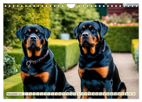 Produktbild: Molosser - Gigantischer Kuschelfaktor (Wandkalender 2026 DIN A4 quer), CALVENDO Monatskalender