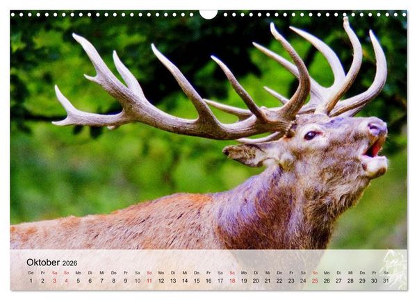 Produktbild: Rotwild. Edle Hirsche, stolze K&uuml;he (Wandkalender 2026 DIN A3 quer), CALVENDO Monatskalender