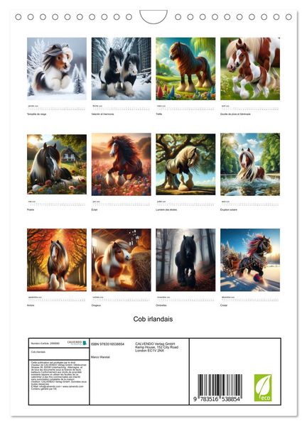 Produktbild: Cob irlandais (Calendrier mural 2026 DIN A4 horizontal), CALVENDO calendrier mensuel