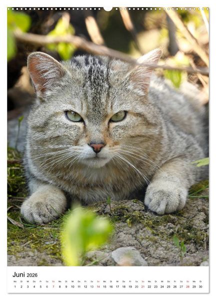 Produktbild: Kleine Tiger im Wald (hochwertiger Premium Wandkalender 2026 DIN A2 hoch), Kunstdruck in Hochglanz