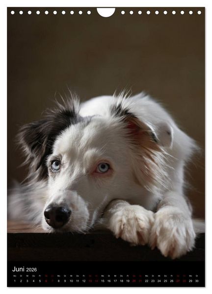 Produktbild: Geliebte Aussies - Australian Shepherds im Portrait (Wandkalender 2026 DIN A4 hoch), CALVENDO Monatskalender
