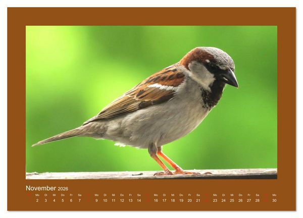 Produktbild: Vogelportr&auml;ts - Heimische V&ouml;gel auf meinem Balkon (Wandkalender 2026 DIN A3 quer), CALVENDO Monatskalender