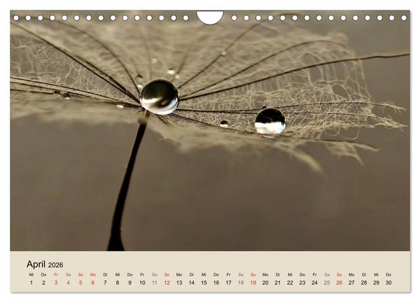 Produktbild: Naturjuwel Pusteblume (Wandkalender 2026 DIN A4 quer), CALVENDO Monatskalender