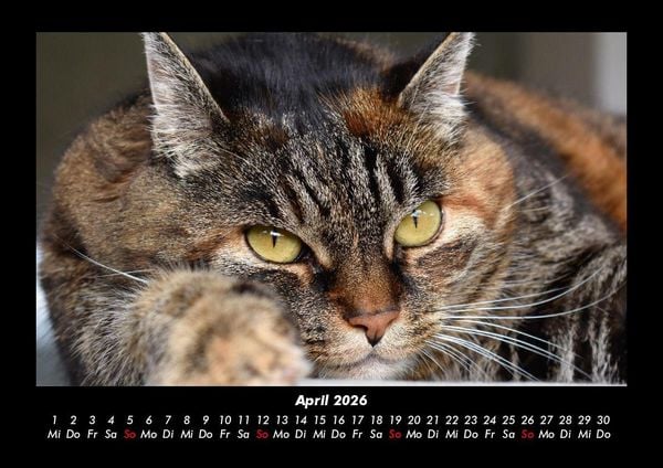 Produktbild: F&uuml;r Katzenfreunde 2026 Fotokalender DIN A3