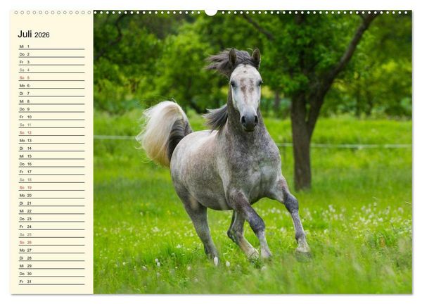 Produktbild: Welt der Pferde (Wandkalender 2026 DIN A2 quer), CALVENDO Monatskalender