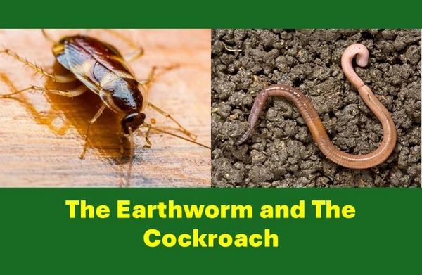 Produktbild: The Earthworm and The Cockroach