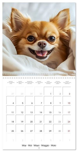 Produktbild: Cute Chihuahua (Wall Calendar 2026 12 &times; 12 Inch) CALVENDO 12 Month Wall Calendar