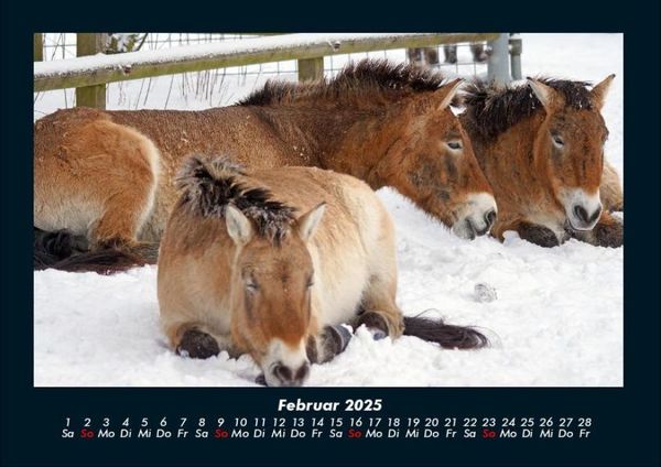 Produktbild: Die Welt der Pferde 2025 Fotokalender DIN A4