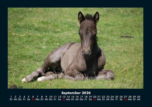 Produktbild: Die Welt der Pferde 2026 Fotokalender DIN A4