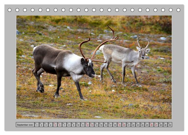 Produktbild: Rentiere im Hohen Norden (Tischkalender 2026 DIN A5 quer), CALVENDO Monatskalender