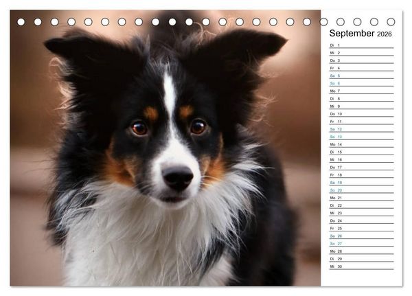 Produktbild: Australian Shepherd Tri Color (Tischkalender 2026 DIN A5 quer), CALVENDO Monatskalender