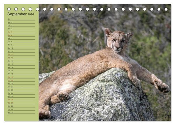 Produktbild: Wildlife S&uuml;damerika (Tischkalender 2026 DIN A5 quer), CALVENDO Monatskalender