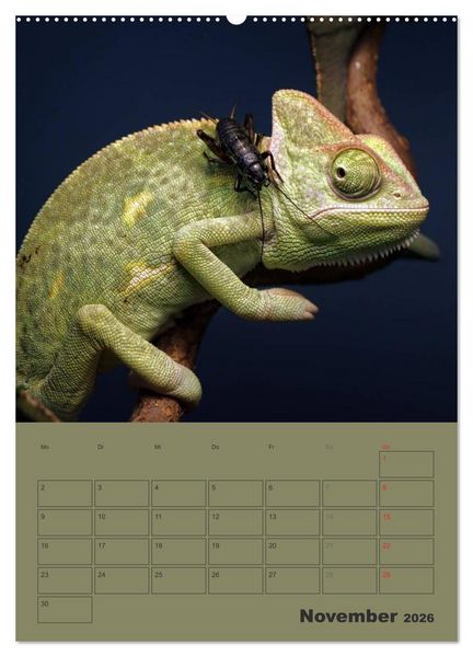Produktbild: Minidrachen - Die kleinen Nachkommen der Urzeitmonster (hochwertiger Premium Wandkalender 2026 DIN A2 hoch), Kunstdruck in Hochglanz
