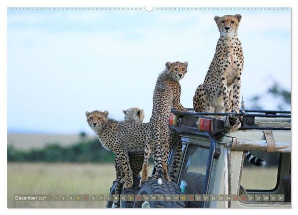 Produktbild: Geparden - Begegnungen in Afrika (hochwertiger Premium Wandkalender 2027 DIN A2 quer), Kunstdruck in Hochglanz