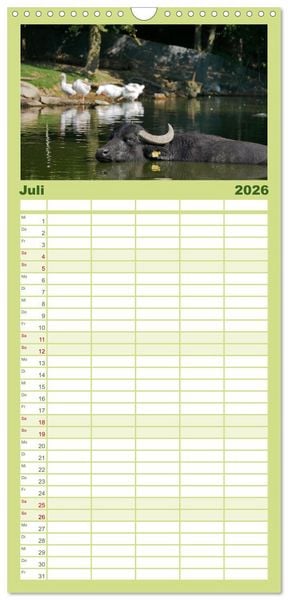 Produktbild: Familienplaner 2026 - Weiderinder im Frankenwald mit 5 Spalten (Wandkalender, 21 x 45 cm) CALVENDO