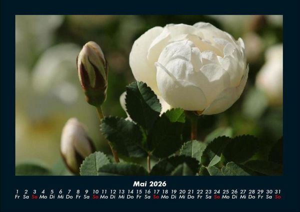 Produktbild: Blumentr&auml;ume 2026 Fotokalender DIN A4
