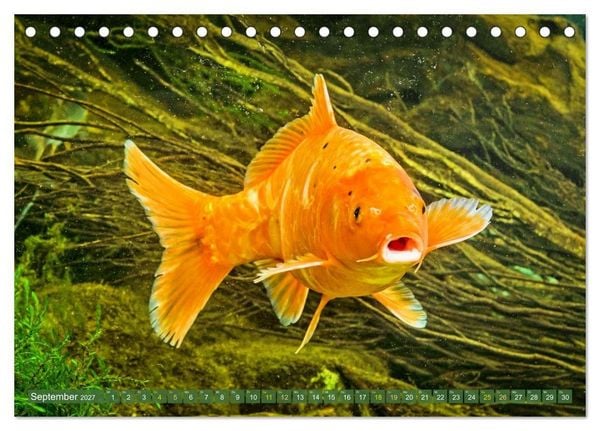 Produktbild: Koi: Juwelen im Teich (Tischkalender 2027 DIN A5 quer), CALVENDO Monatskalender