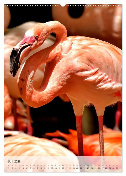 Produktbild: Flamingos - Eleganz und Sch&ouml;nheit (Wandkalender 2026 DIN A2 hoch), CALVENDO Monatskalender
