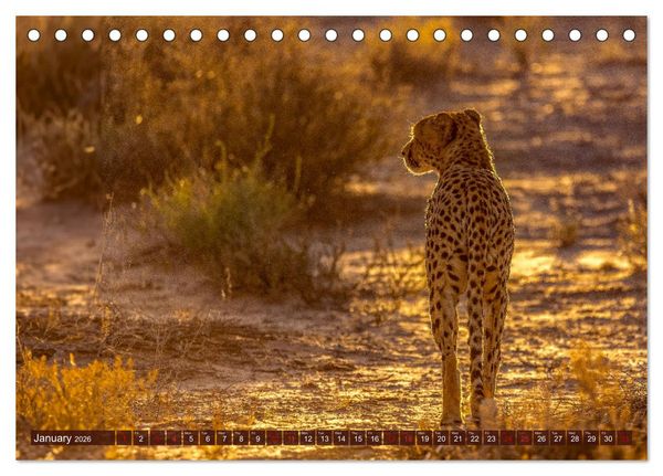 Produktbild: Amazing Cheetahs (Desk Calendar 2026 DIN A5 landscape), CALVENDO 12 Month DeskCalendar