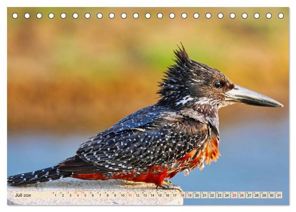 Produktbild: Afrikas Vogelwelt 2026 (Tischkalender 2026 DIN A5 quer), CALVENDO Monatskalender