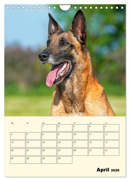 Produktbild: Familienplaner Tausendsassa Malinois (Wandkalender 2026 DIN A4 hoch), CALVENDO Monatskalender