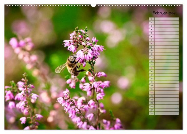 Produktbild: Heidespaziergang (Wandkalender 2026 DIN A2 quer), CALVENDO Monatskalender