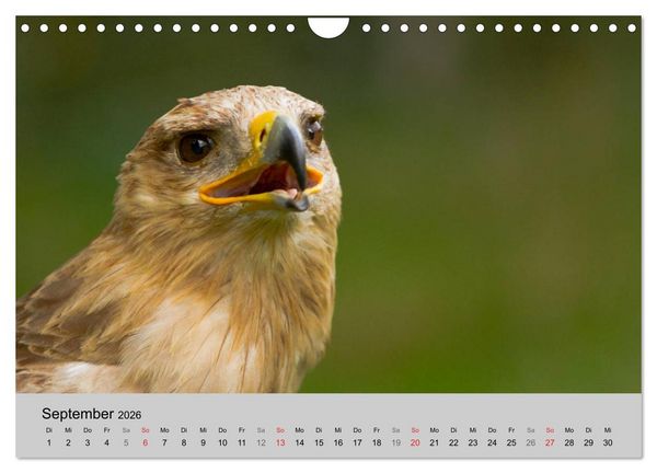 Produktbild: Scharfblick (Wandkalender 2026 DIN A4 quer), CALVENDO Monatskalender