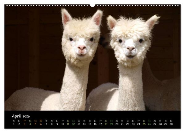 Produktbild: Alpakas zum Verlieben (hochwertiger Premium Wandkalender 2026 DIN A2 quer), Kunstdruck in Hochglanz