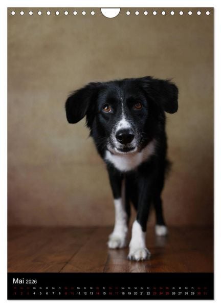 Produktbild: Geliebte Aussies - Australian Shepherds im Portrait (Wandkalender 2026 DIN A4 hoch), CALVENDO Monatskalender