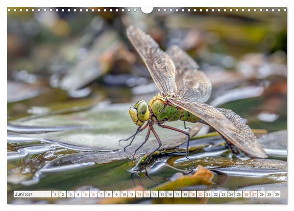 Produktbild: Libellenzauber (Wandkalender 2027 DIN A3 quer), CALVENDO Monatskalender