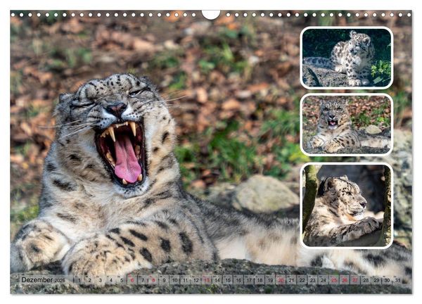 Produktbild: Raubkatzen - gro&szlig; & klein (Wandkalender 2026 DIN A3 quer), CALVENDO Monatskalender