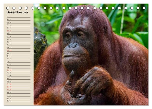 Produktbild: Regenwald. Tiere im Dschungel (Tischkalender 2026 DIN A5 quer), CALVENDO Monatskalender