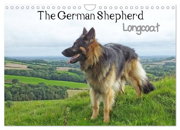 The German Shepherd Longcoat (Wall Calendar 2026 DIN A4 landscape), CALVENDO 12 Month Wall Calendar