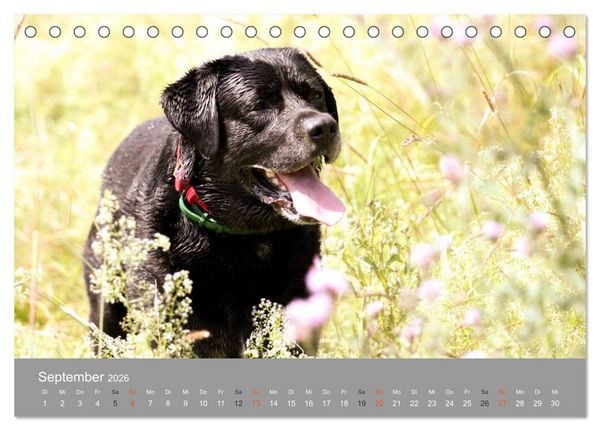 Produktbild: Graue Schnuten - Hunde in den besten Jahren (Tischkalender 2026 DIN A5 quer), CALVENDO Monatskalender