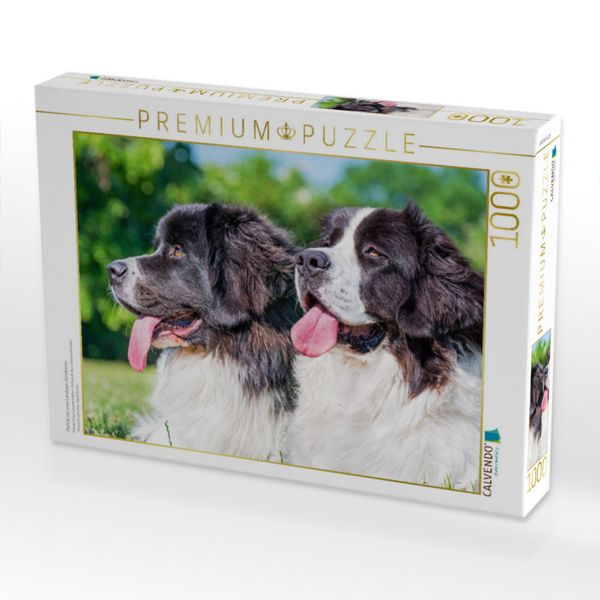 Produktbild: CALVENDO Puzzle Portr&auml;t von zwei Landseer-H&uuml;ndinnen | 1000 Teile Lege-Gr&ouml;&szlig;e 64x48cm Foto-Puzzle f&uuml;r gl&uuml;ckliche Stunden