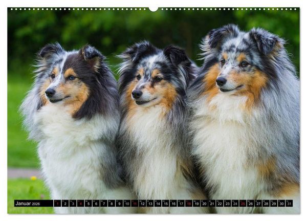 Produktbild: Traumhund Sheltie (hochwertiger Premium Wandkalender 2026 DIN A2 quer), Kunstdruck in Hochglanz