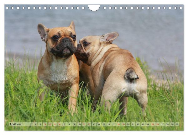 Produktbild: Bulldoggen - Englische und Franz&ouml;sische Bulldoggen (Wandkalender 2026 DIN A4 quer), CALVENDO Monatskalender