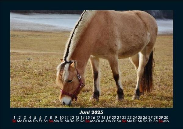 Produktbild: Die Welt der Pferde 2025 Fotokalender DIN A5