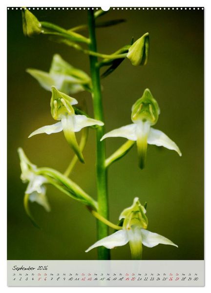 Produktbild: Florale Meisterwerke der Natur (Wandkalender 2026 DIN A2 hoch), CALVENDO Monatskalender