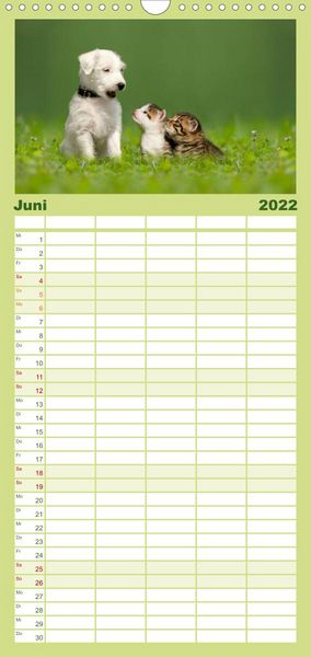 Produktbild: Familienplaner K&auml;tzchen 2022 (Wandkalender 2022 , 21 cm x 45 cm, hoch)