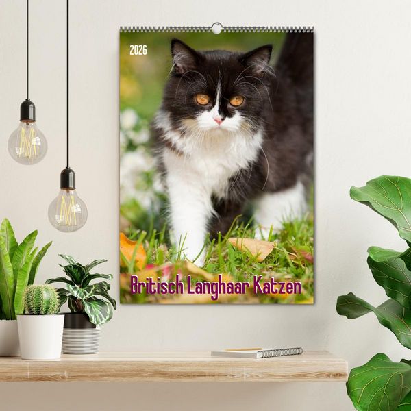 Produktbild: Britisch Langhaar Katzen (Wandkalender 2026 DIN A2 hoch), CALVENDO Monatskalender