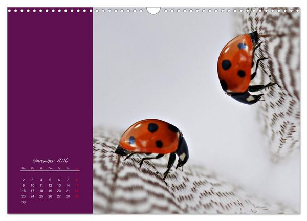 Produktbild: Momente des Gl&uuml;cks (Wandkalender 2026 DIN A3 quer), CALVENDO Monatskalender