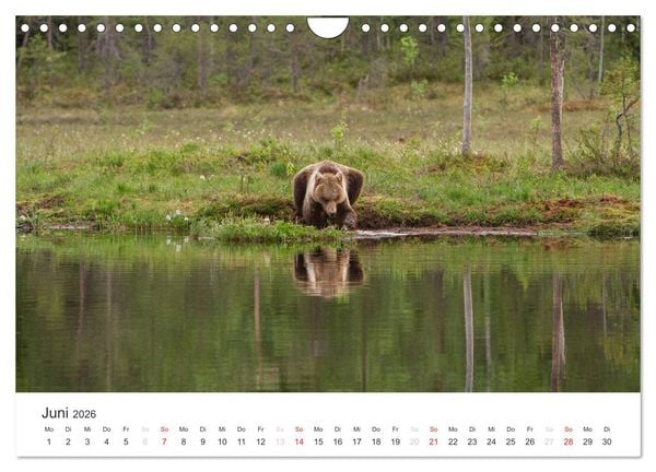 Produktbild: Naturparadies Finnland (Wandkalender 2026 DIN A4 quer), CALVENDO Monatskalender